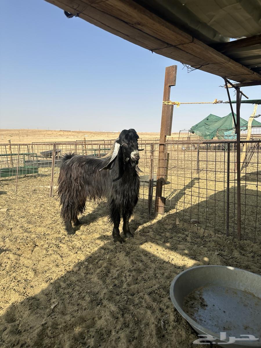 للبيع تيس على الشرط64607879650179111