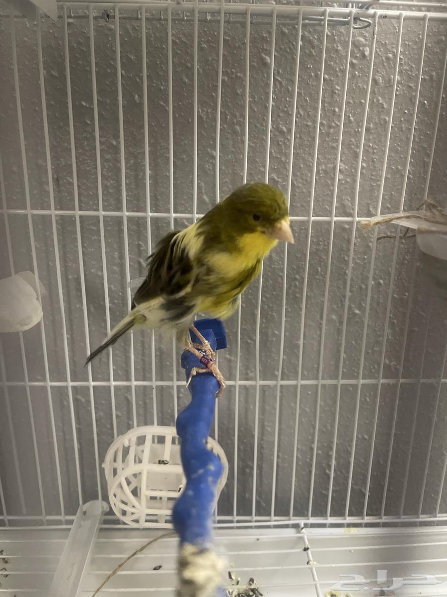 ذكر سنتاين مفتل فرنسي كناري مغرد64609883719171112