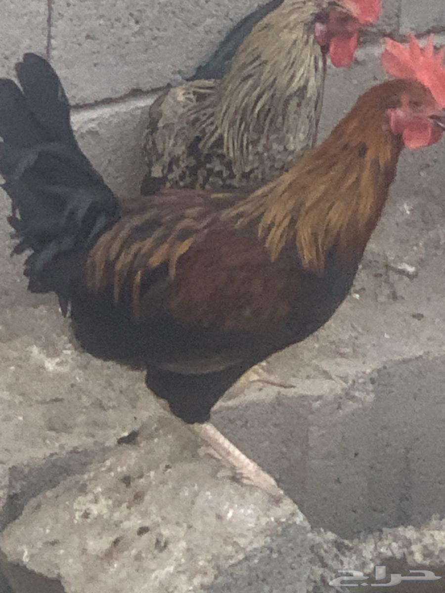 ديوك بلدي العدد 3 ديوك شرط نظافه وصحه64606204379393112