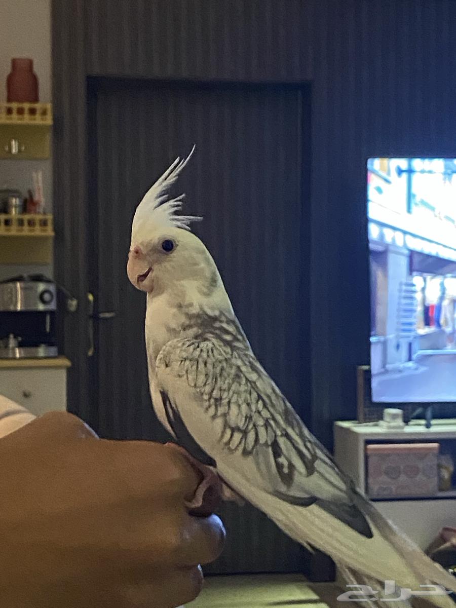 كروان للبيع أليف جدا البيع ب 450 عمرها ثلاث شهور انثى طبعا64609460626305110