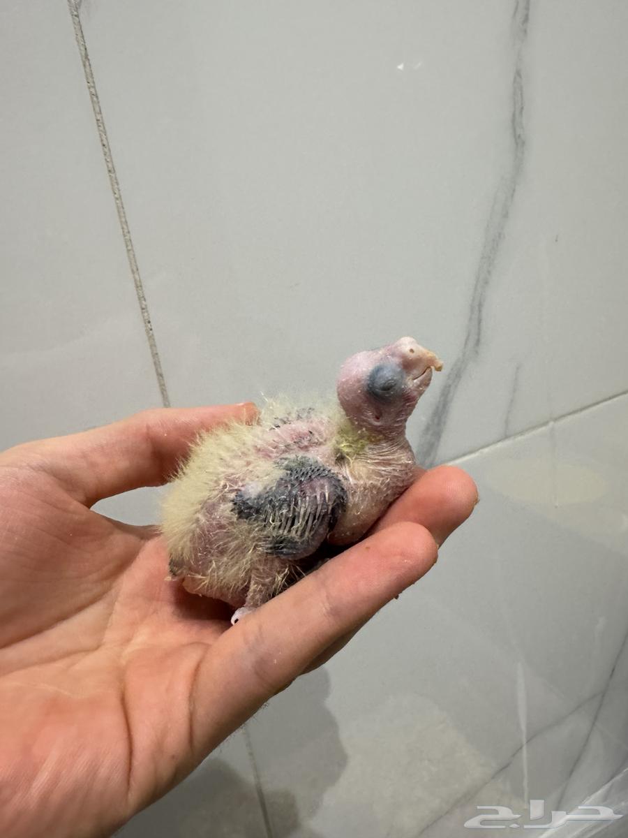 فرخ كروان نورمال اليف بداية غر64613263903491111