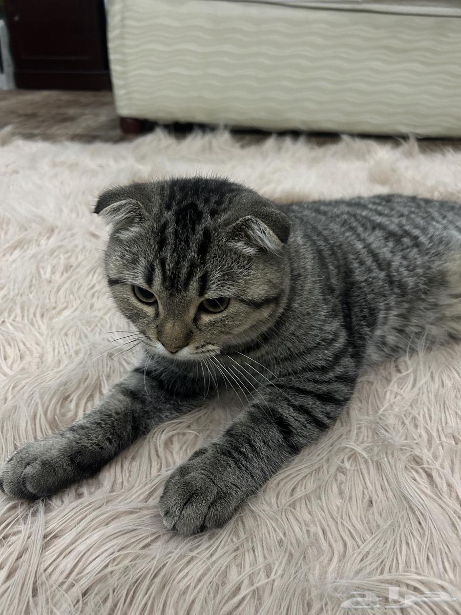 قط للبيع64615016560129114