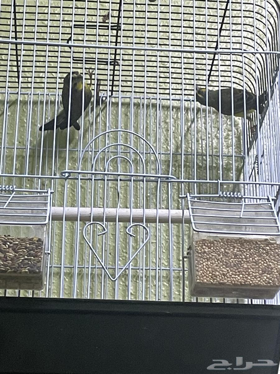 جوز الياسمين للبيع64615300445186112