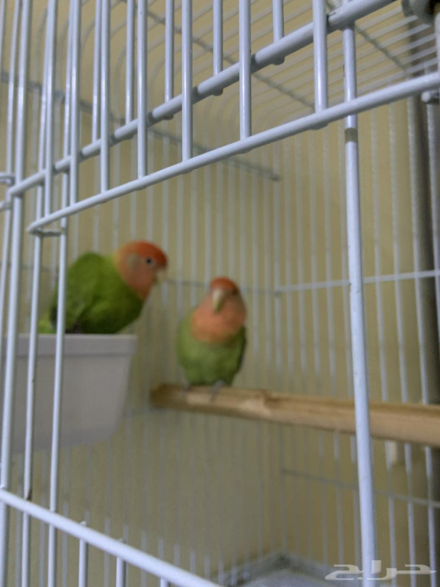 روز للبيع64611067334146111