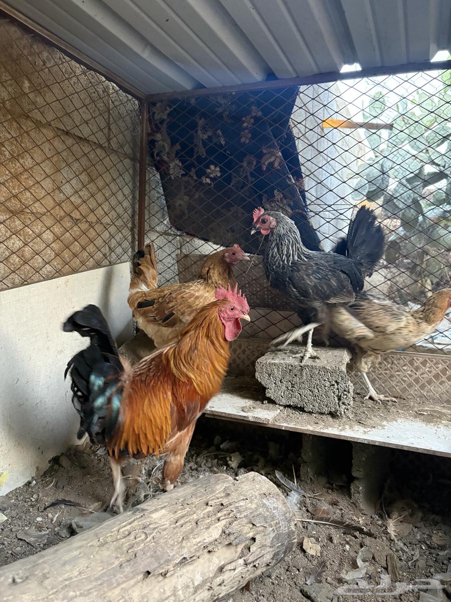 ديك و ثلاث دجاج بلدي للبيع64612264189314113