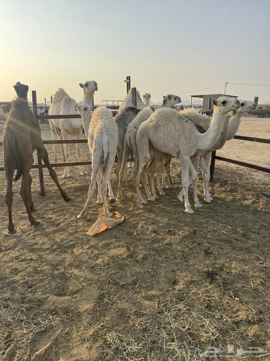 8حشوان في بيشه64613426722306111