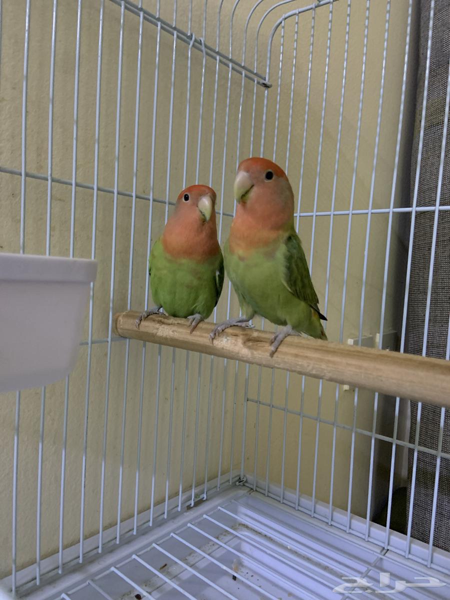 روز للبيع64611067334146112