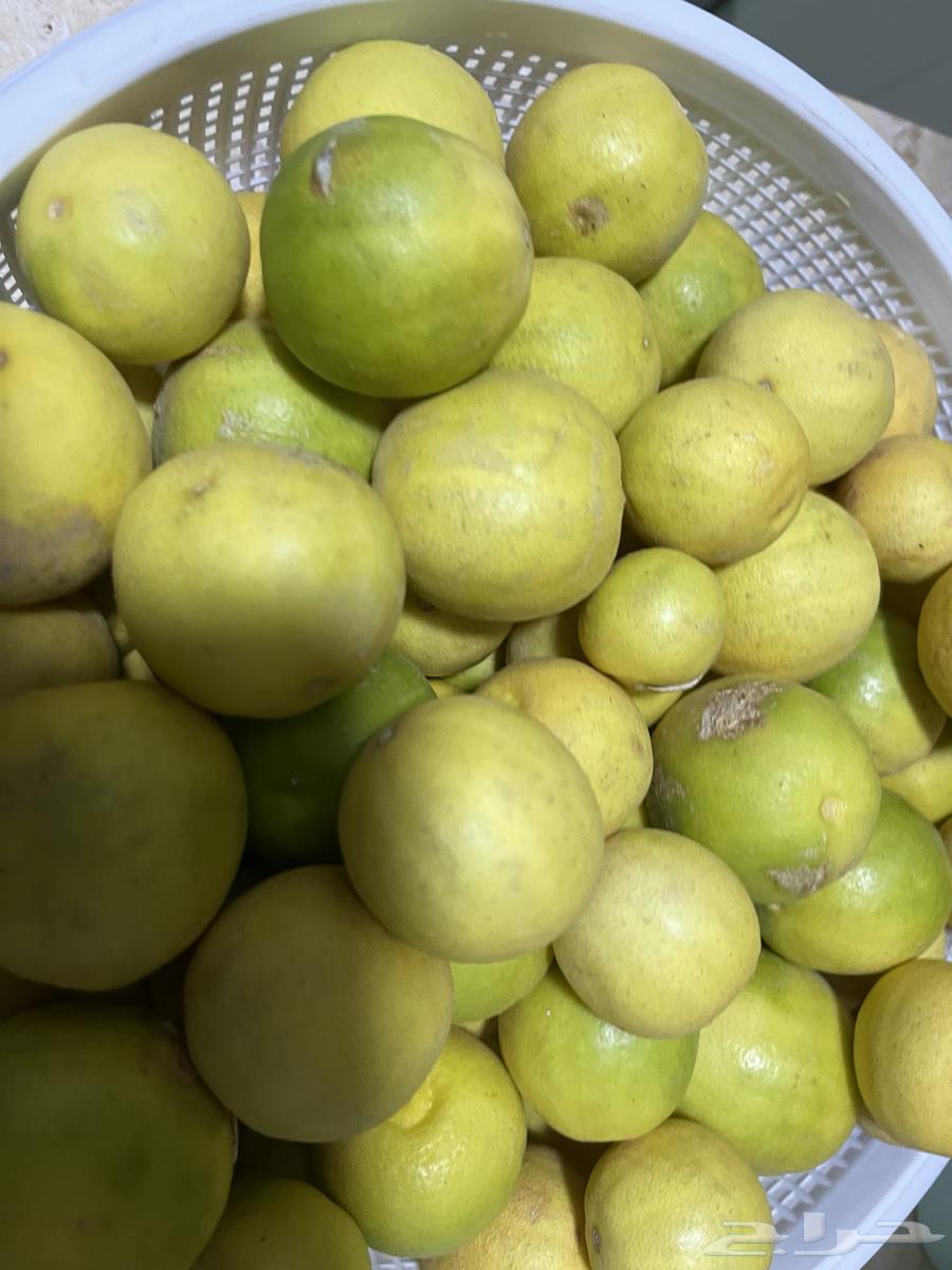 ليمون أبو زهيره64613325145859112