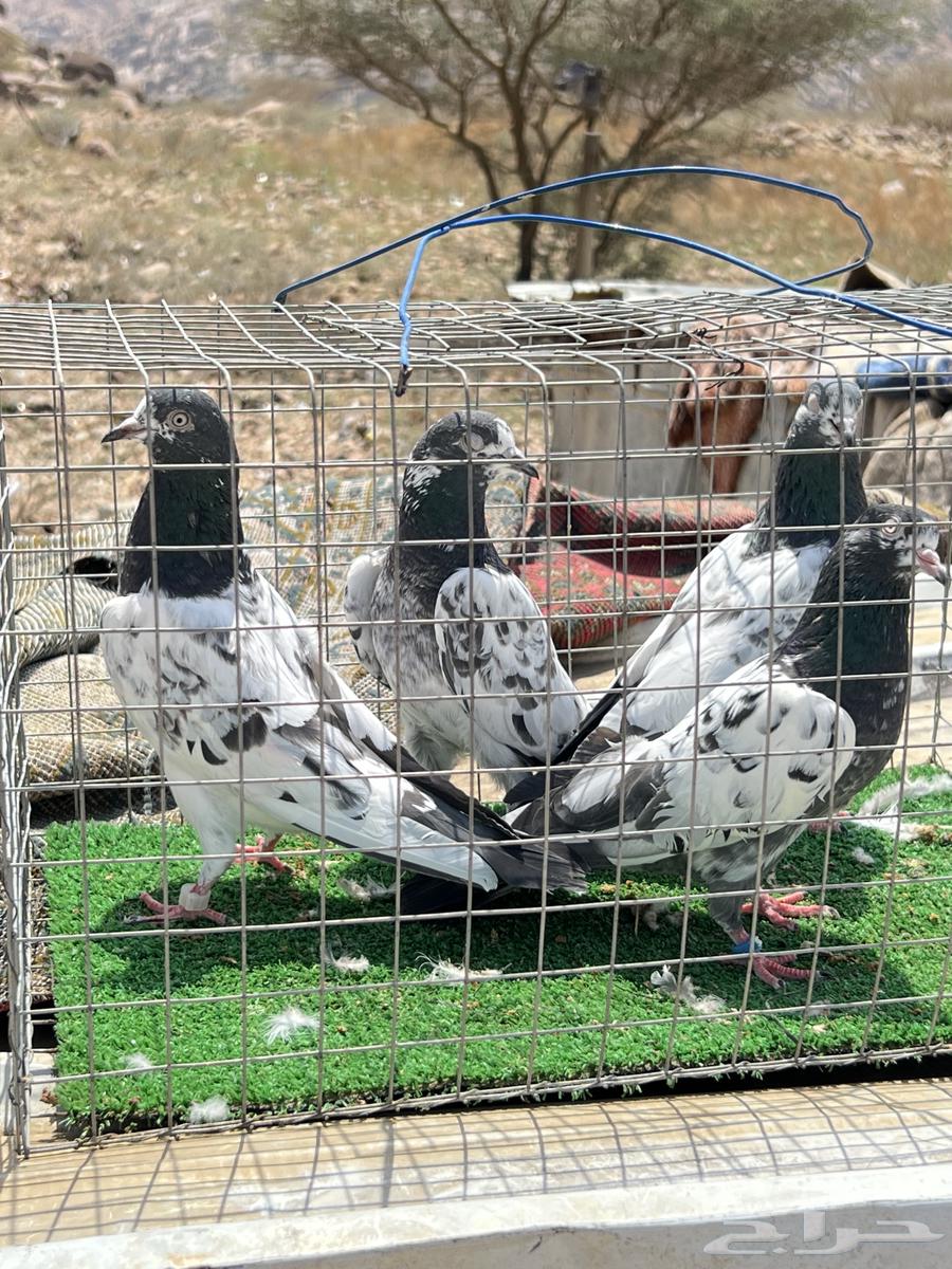 حمام بكستاني بيور جوزين. للبيع64608215587458111