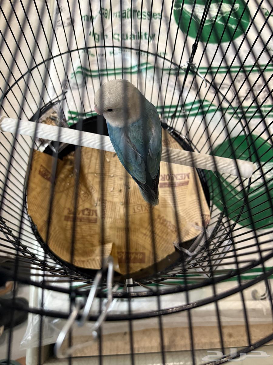 طير روز ببغاء64610691477121113