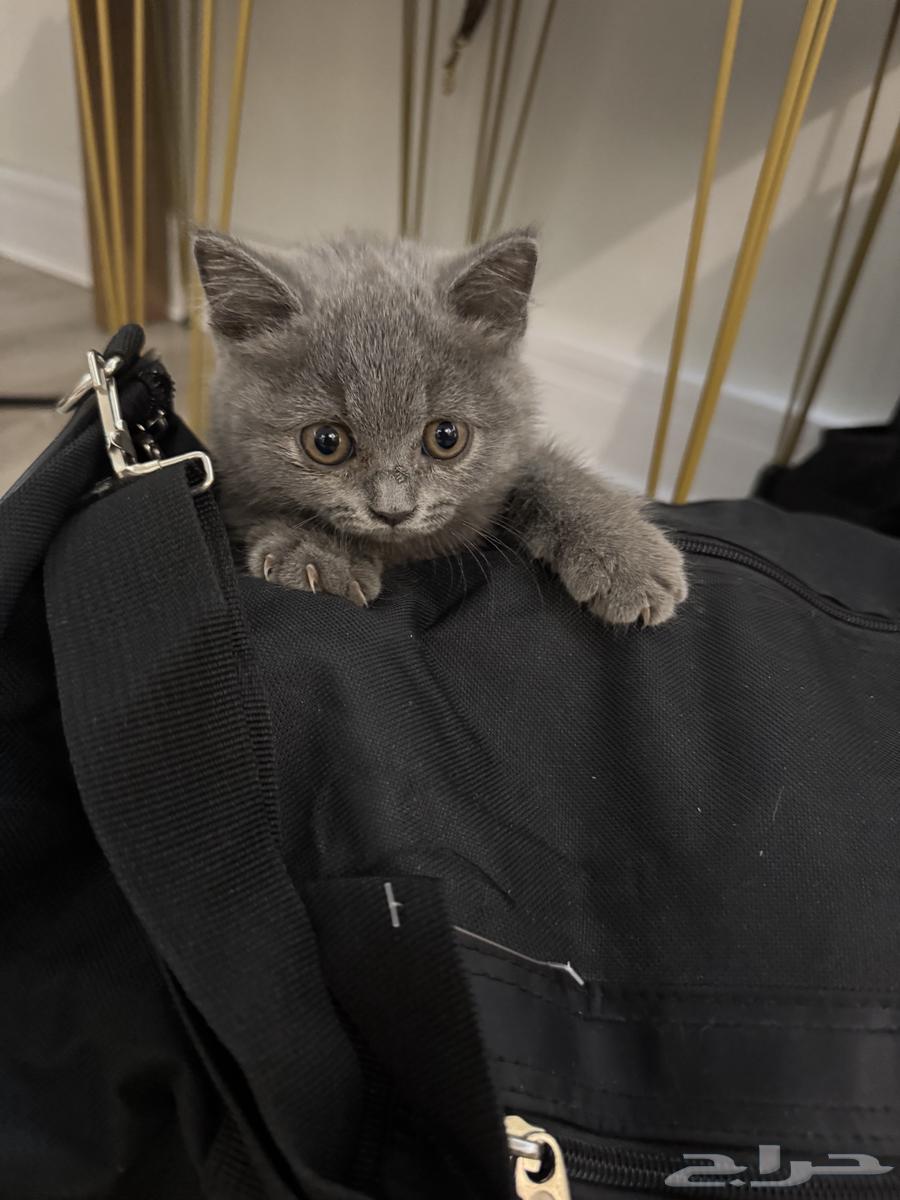 Kitten Scotch64614720287746110