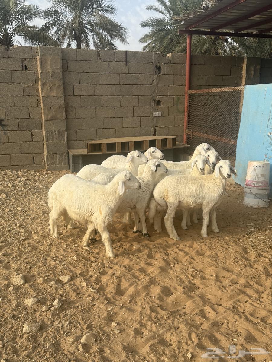 خرفاان حرييه64611517725185111