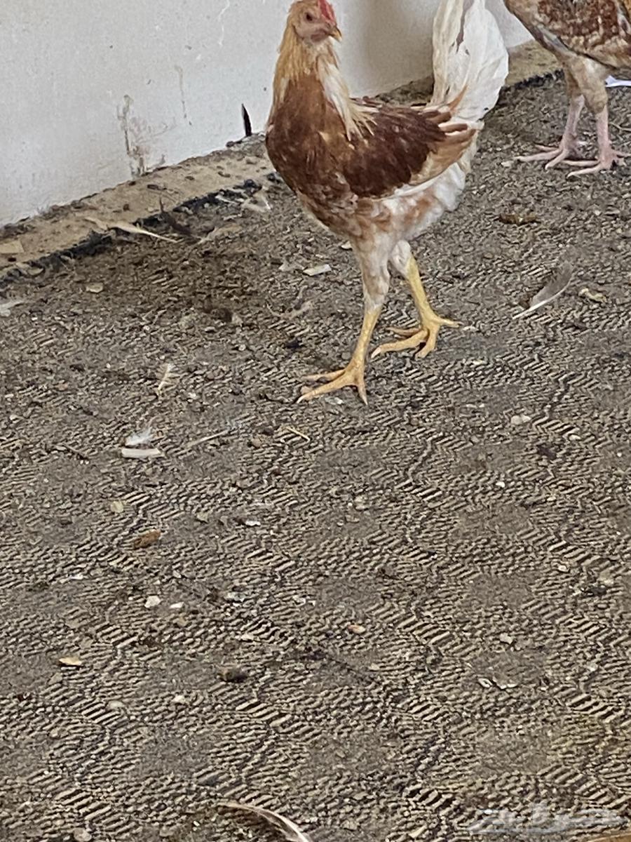 ديك تركي للبيع64609311728002113