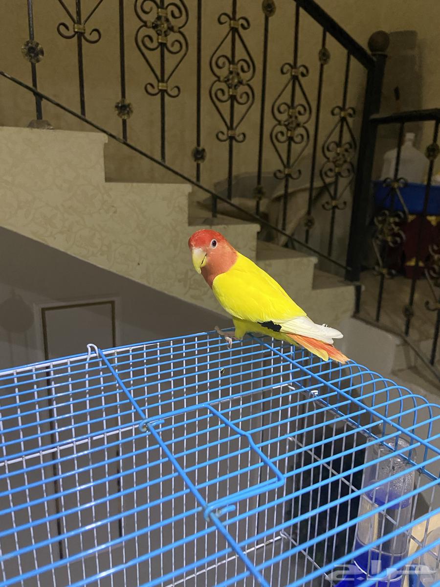 طير روز64614954705410113