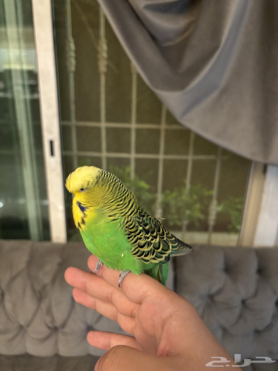 بادجي متكلم سوبر سوبر جامبو64615362170243113