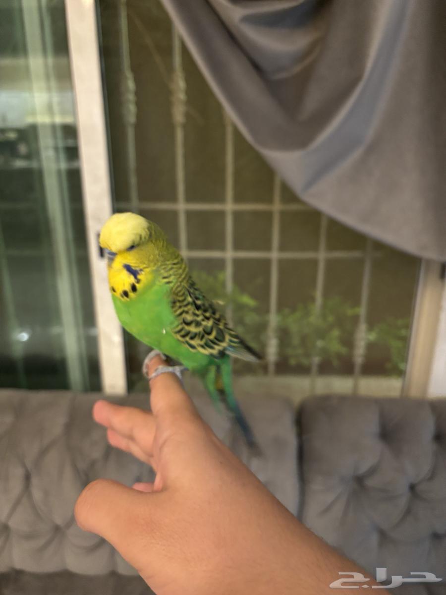 بادجي متكلم سوبر سوبر جامبو64615362170243114