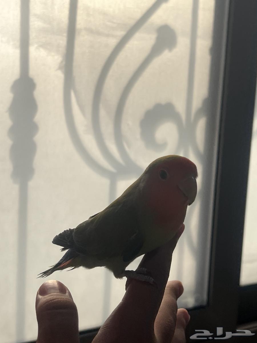 طيرين روز اليفه ثنين مع قفصهم64611030042115110