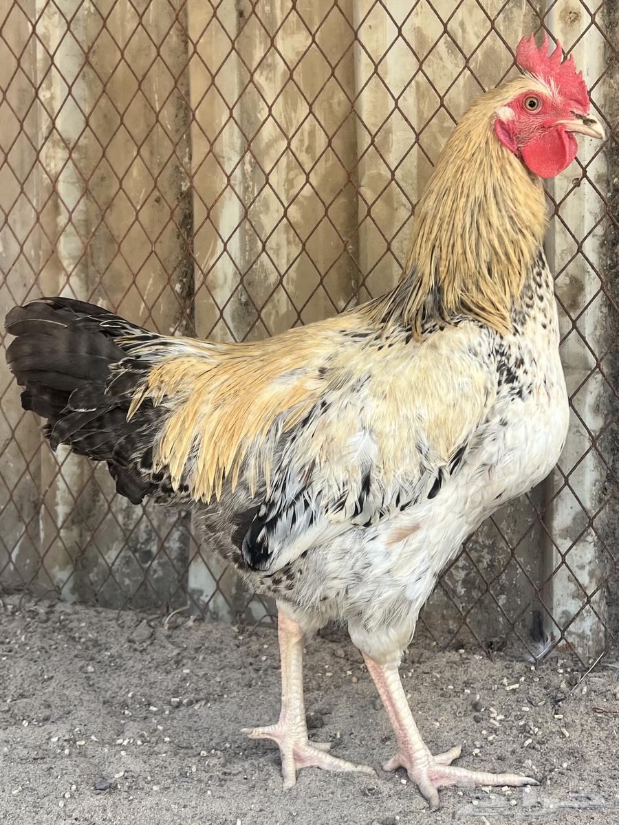 ديك لوهمان64615399032962111