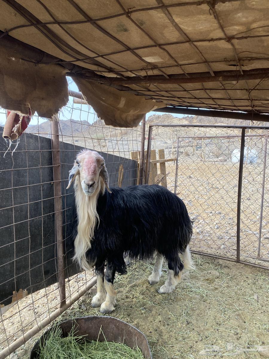 تم البيع خارج الموقع-طلي فحل مشروط السن جامع - الموقع العيص64590971524098113