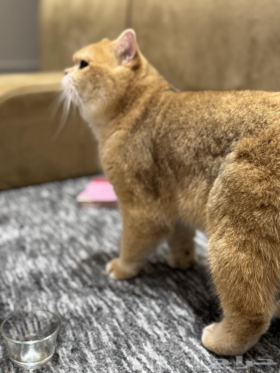 ذكر سكوتش للتزاوج او البيع يحمل شهادة نسب من المنظمة64615423716865111