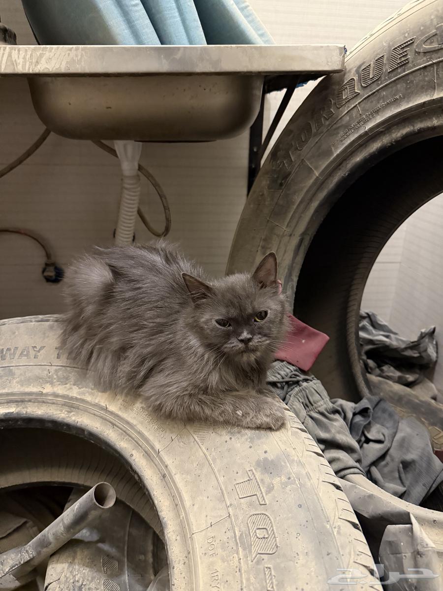 قطه شيرازي عمرها 5 شهور64613412563587111