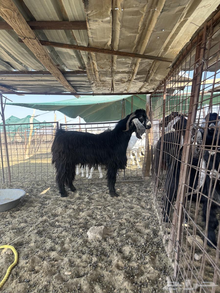 للبيع تيس على الشرط64607879650179114