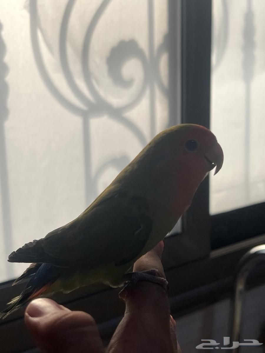 طيرين روز اليفه ثنين مع قفصهم64611030042115111