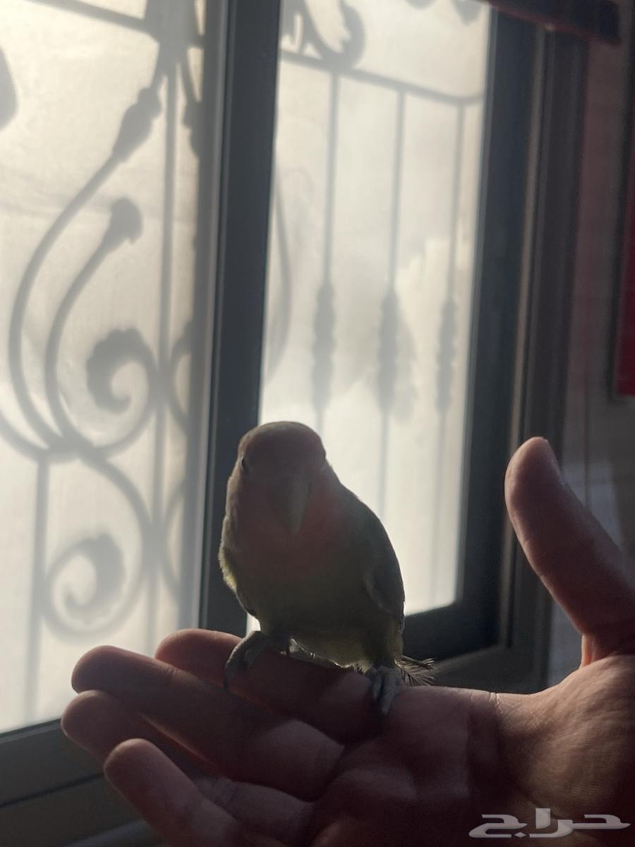 طيرين روز اليفه ثنين مع قفصهم64611030042115114