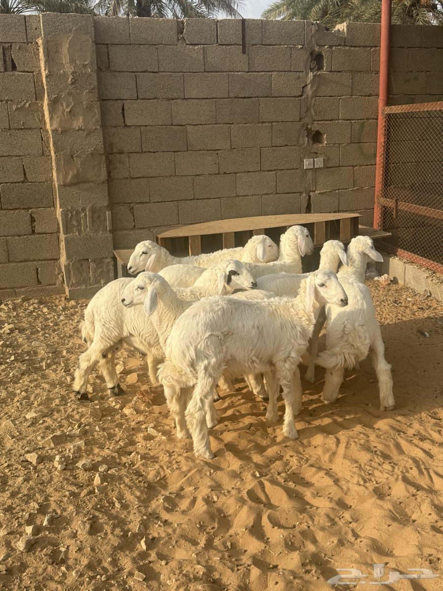 خرفاان حرييه64611517725185112