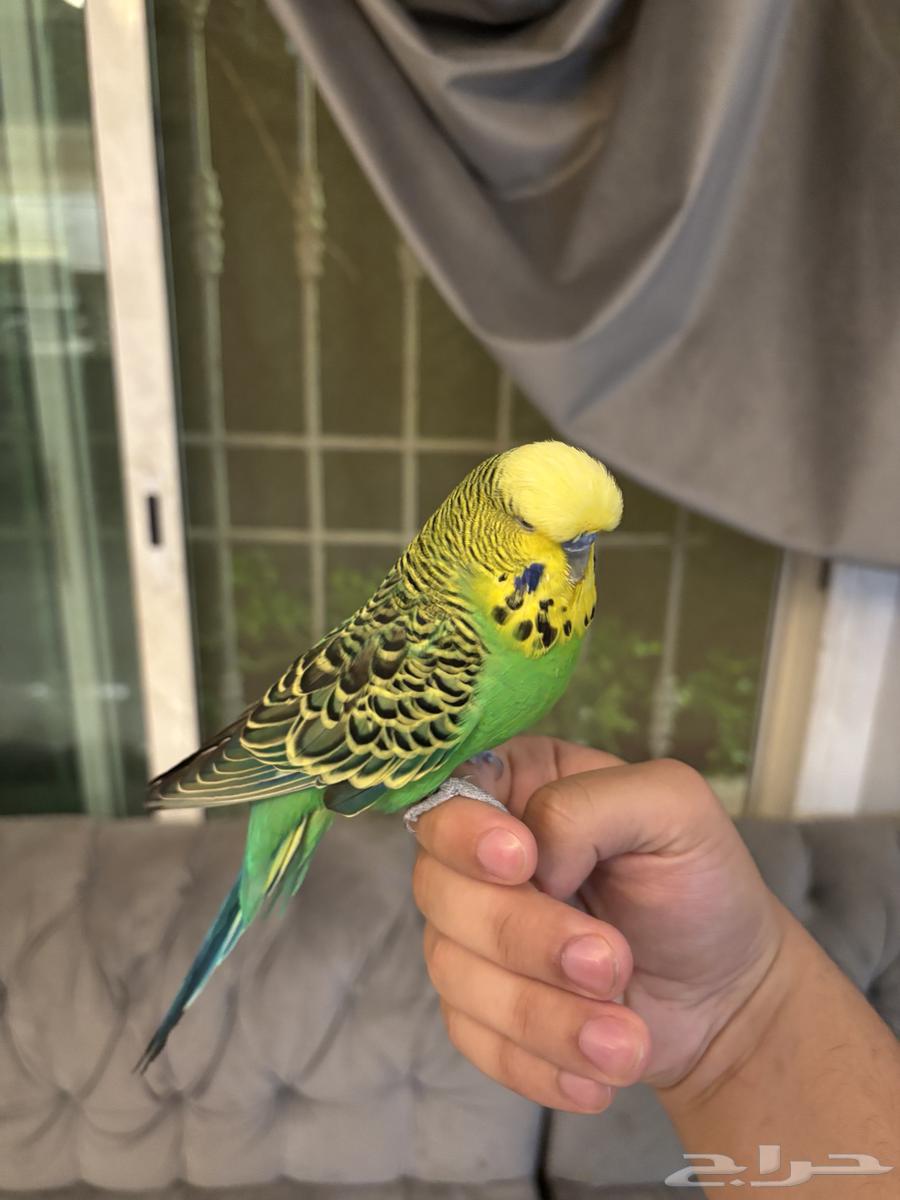 بادجي متكلم سوبر سوبر جامبو64615362170243112