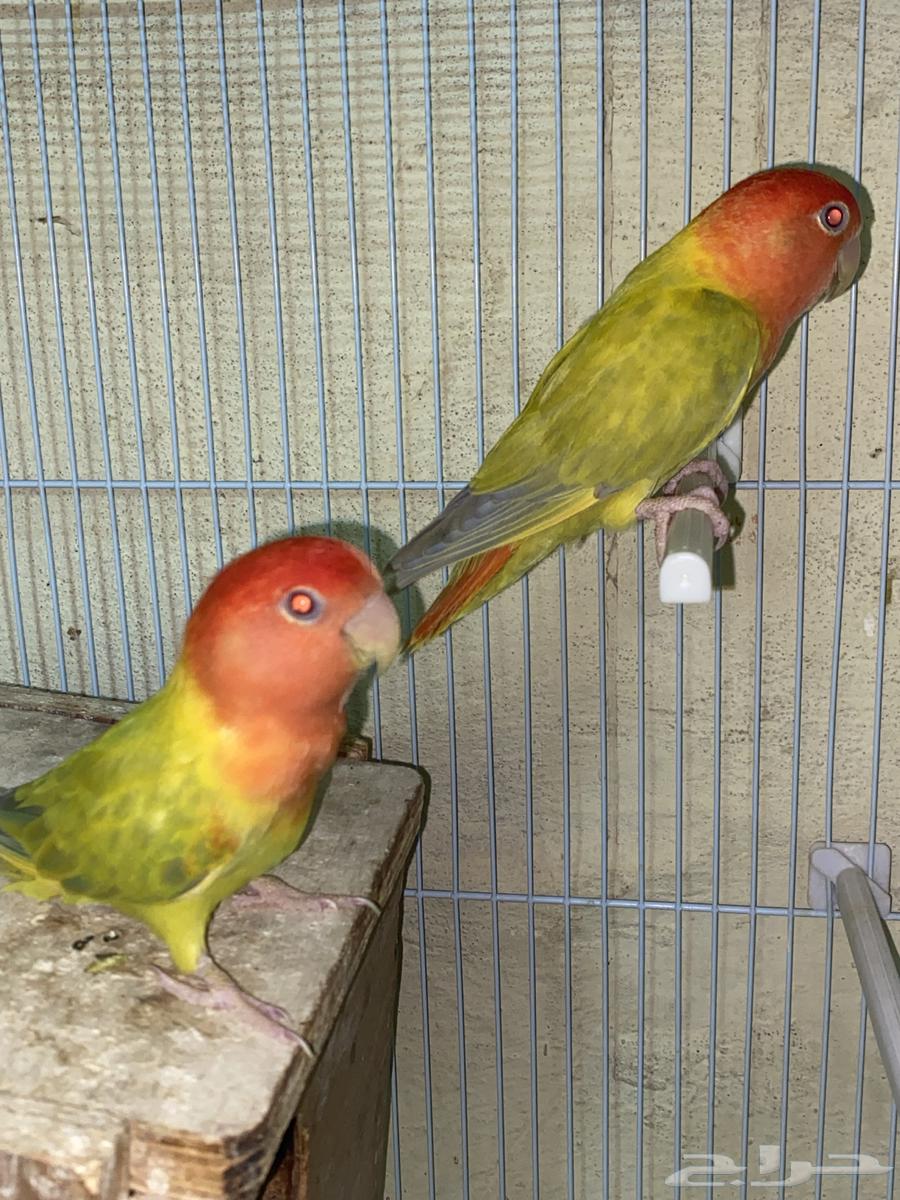 للبيع جوز روز موميز64609448201474114