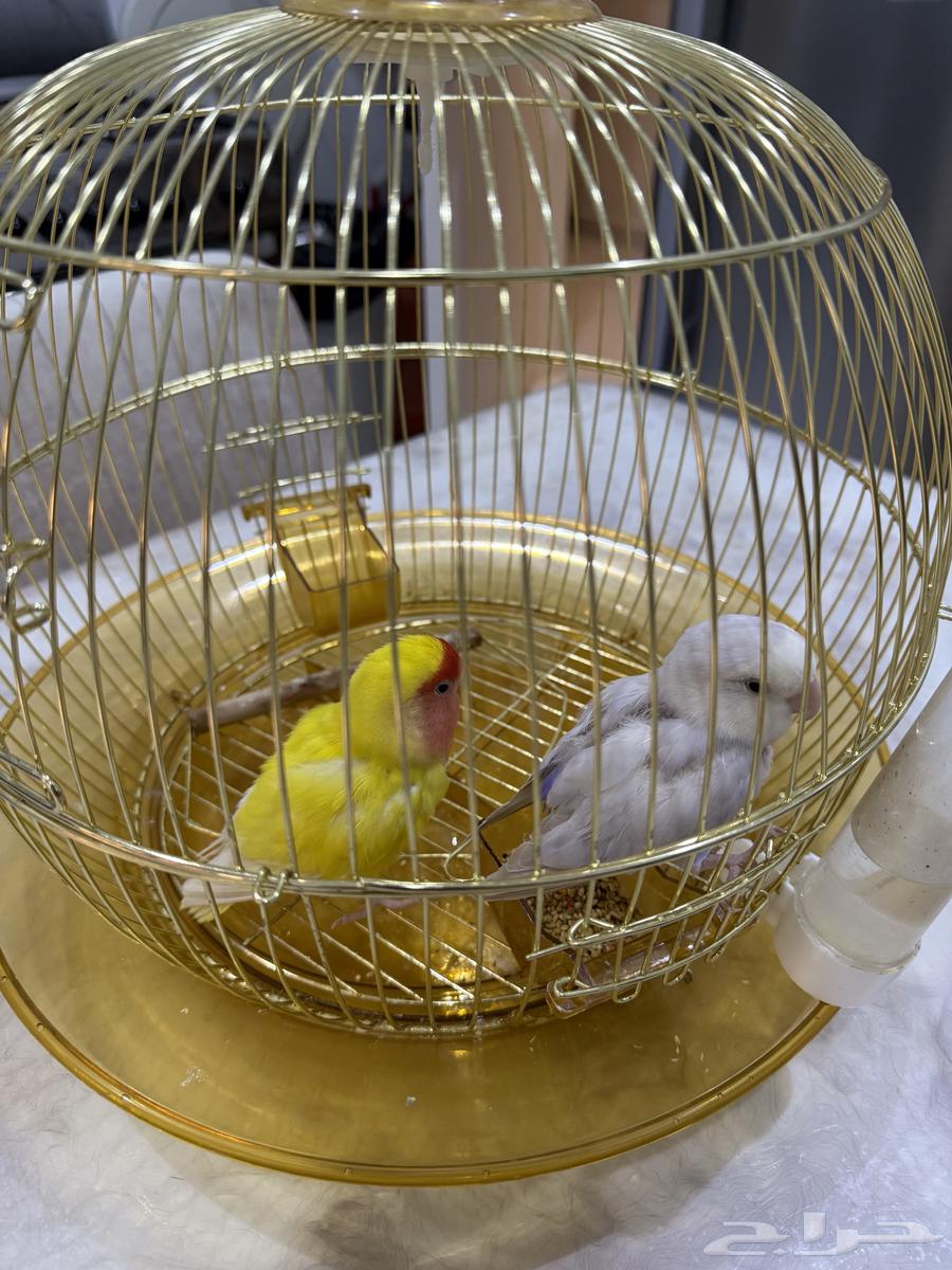 طيور الروز كناري طيور البادجي طيور الحب64610841336962110