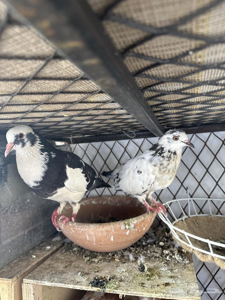 للبيع حمام باكستاني64611930026115111