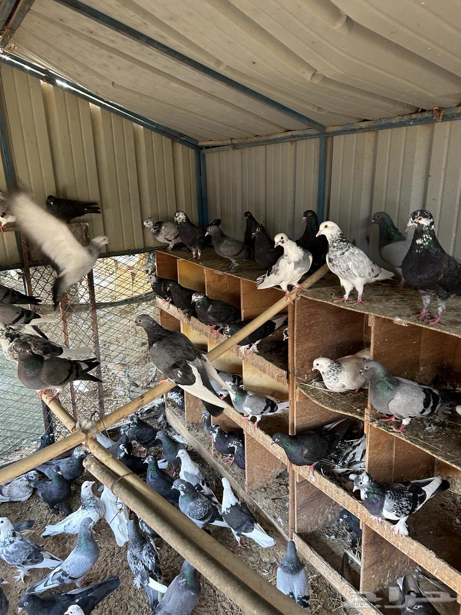 حمام مهجن فرنسي قطايف للبيع تفريق او جملة64606111446017110