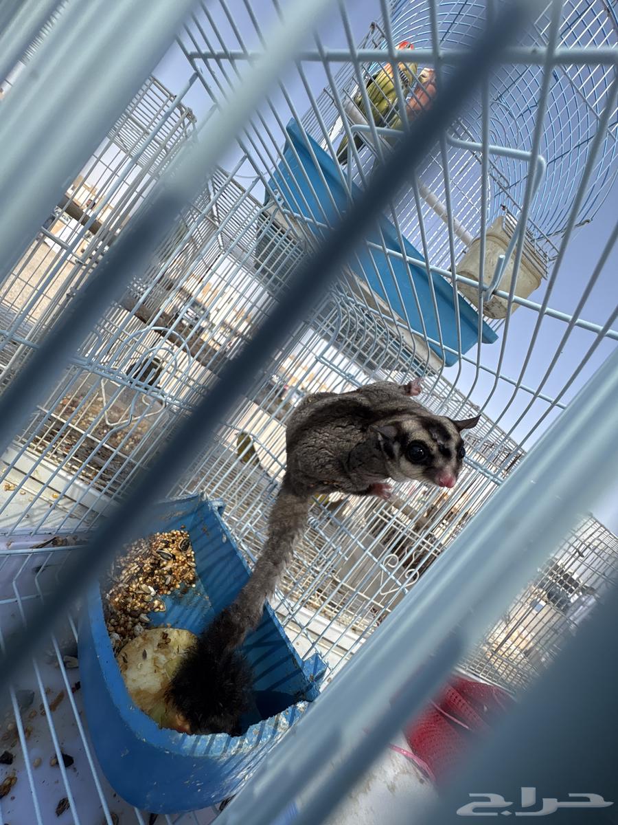 Mention of the Flying Squirrel64607769399937112