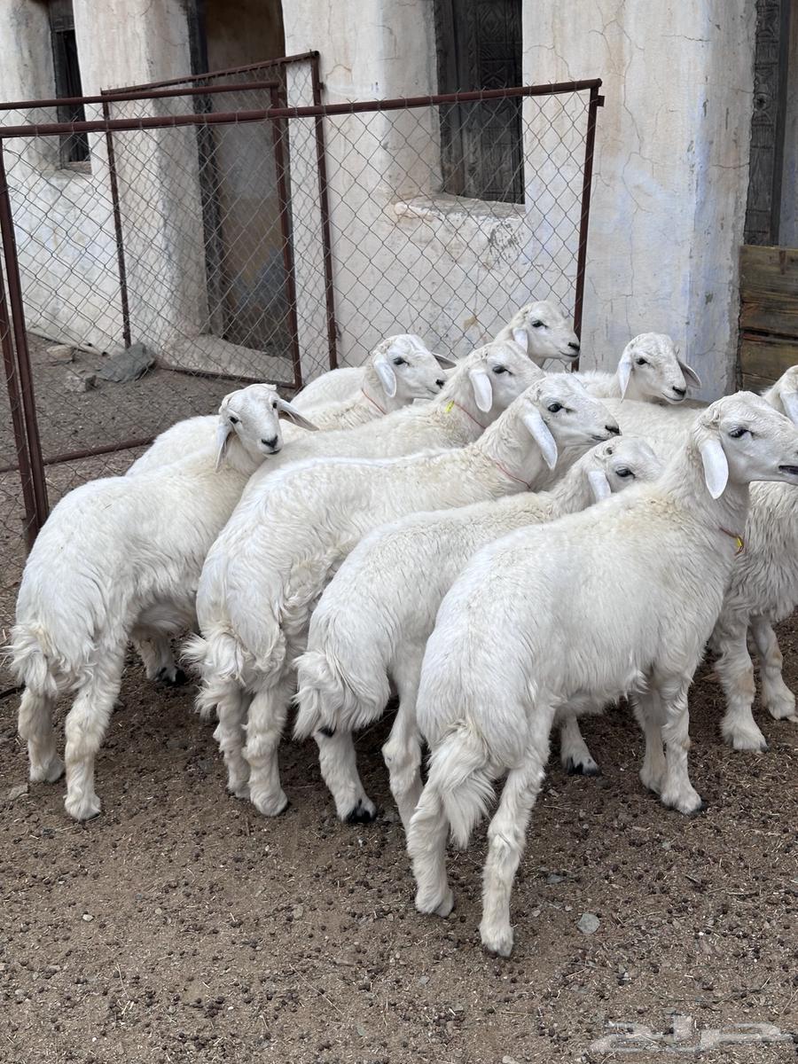 طليان ذبايح حري مقفله ( تم البيع)64610505715971110