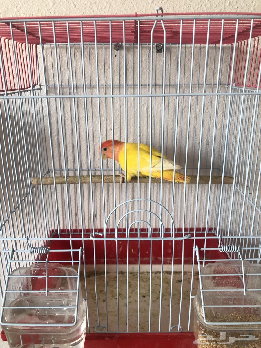 Tayr Roz64607631634306114