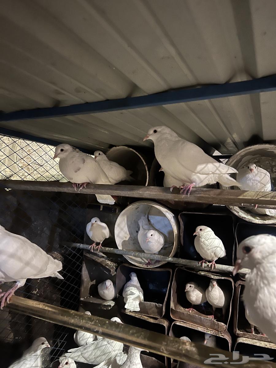 حمام فرنسي جامبو لاحم64615968247042112