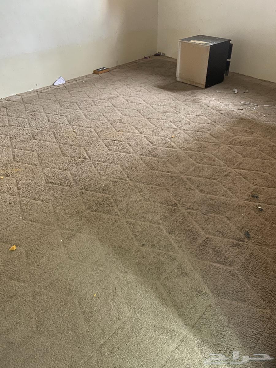 Carpet 4 364613337606659111