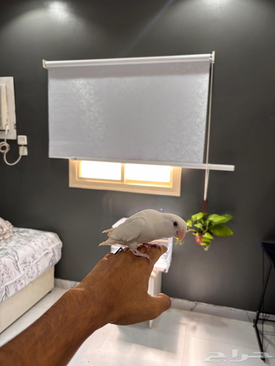 روز البينو هدد64609970452481114