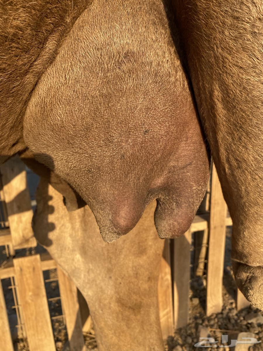 خلفه مصغر منيحه رقم واحد تحتها قعود طيب الحد980064613618487809114