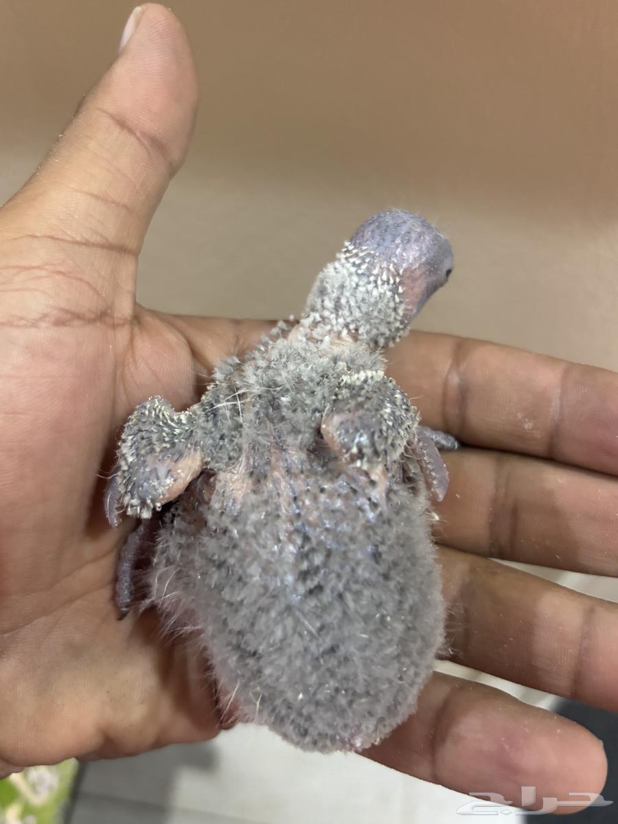 تم البيع. ماشاءالله تبارك الله فروخ لوري رينبو جامبو64610992197251112