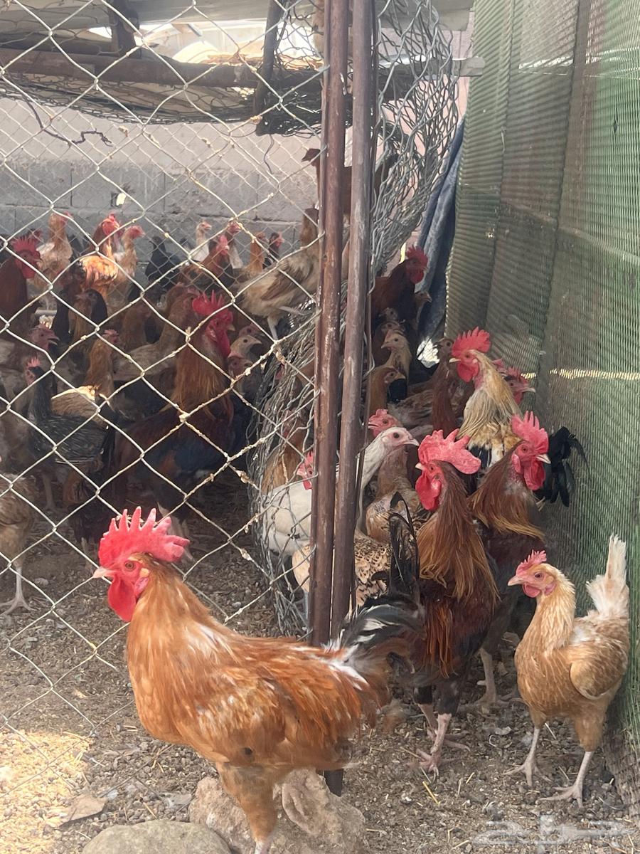 دجاج بلدي وفرنسي وتركي فاخر مشروع كامل64613986684417113