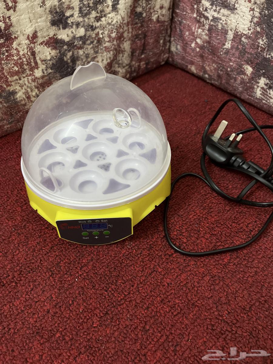 فقاصه دجاج 7 بيضات سبب البيع الدجاج مات. السعر64613178117633110