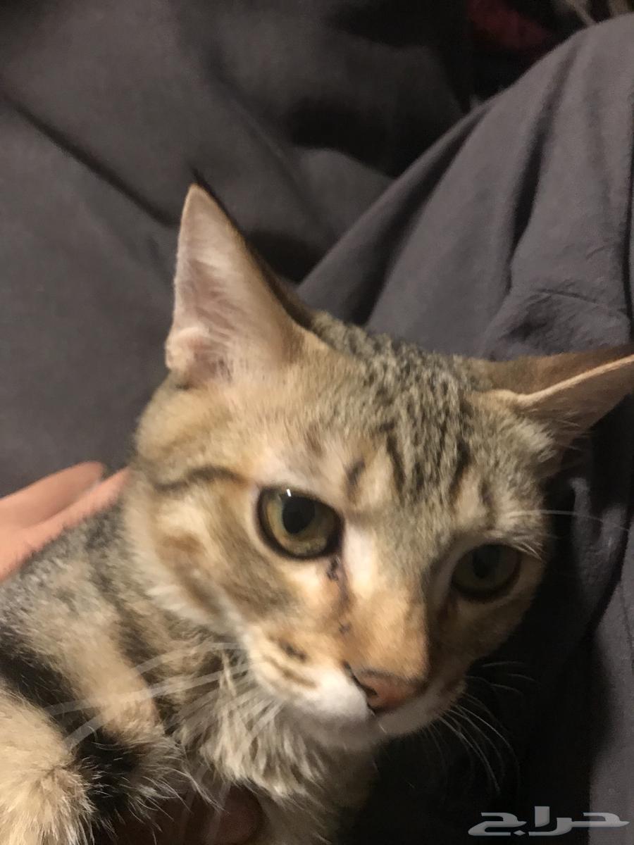 ثلاث قطط للبيع انثى تايقر وذكر تايقر والبيضا هملايا64608290738818112