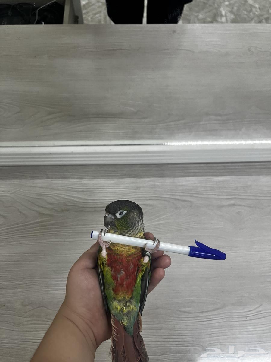 كنيور اليف البيع مستعجل سبب البيع السفر64613741040386111