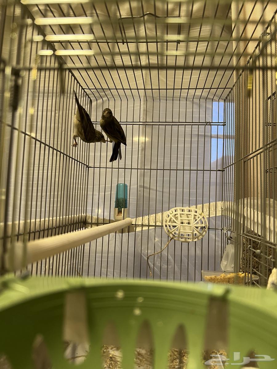 زوج ياسمين طائفي64607953741569112