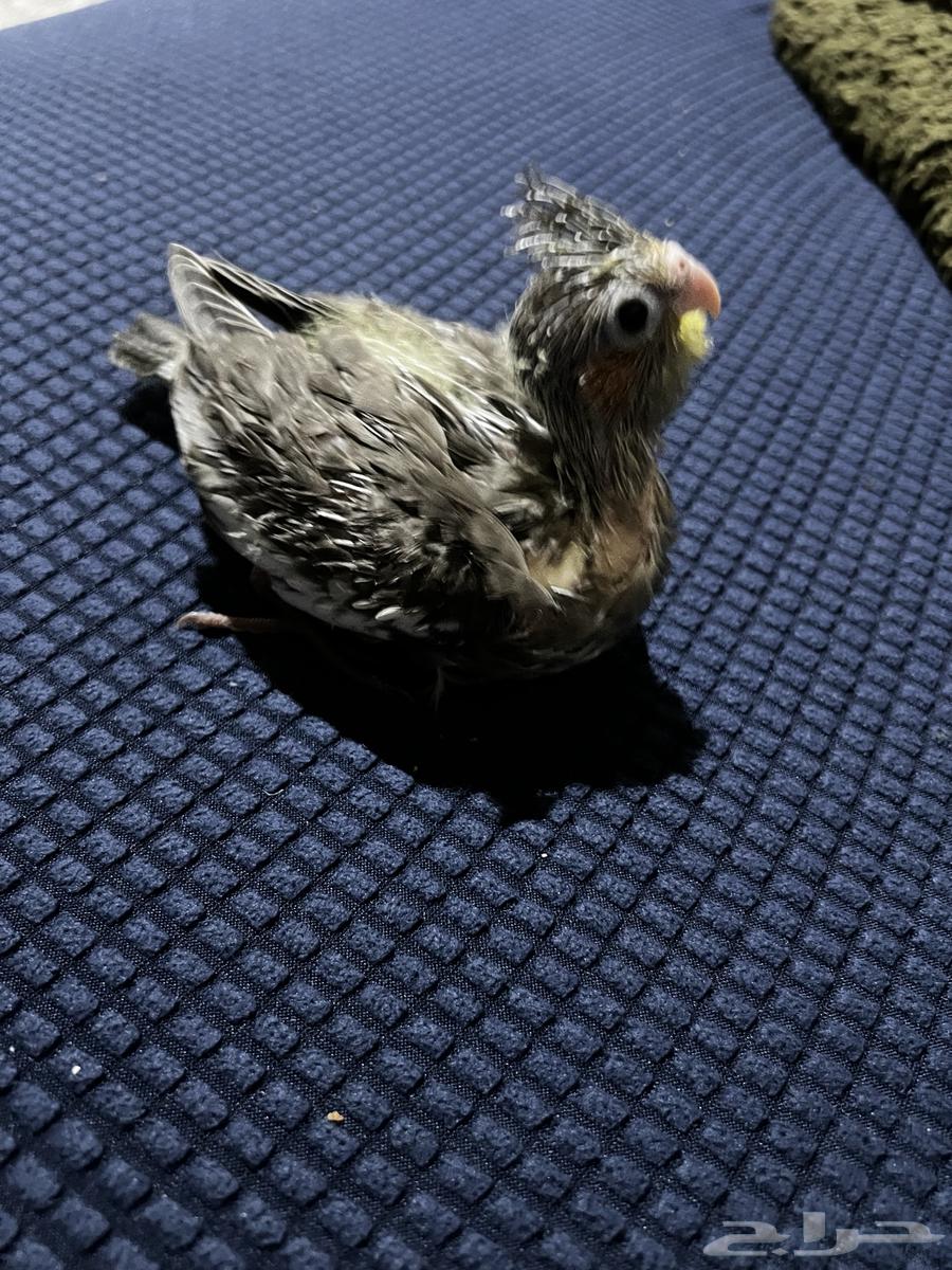 للبيع كروان فرخ64611229708034110