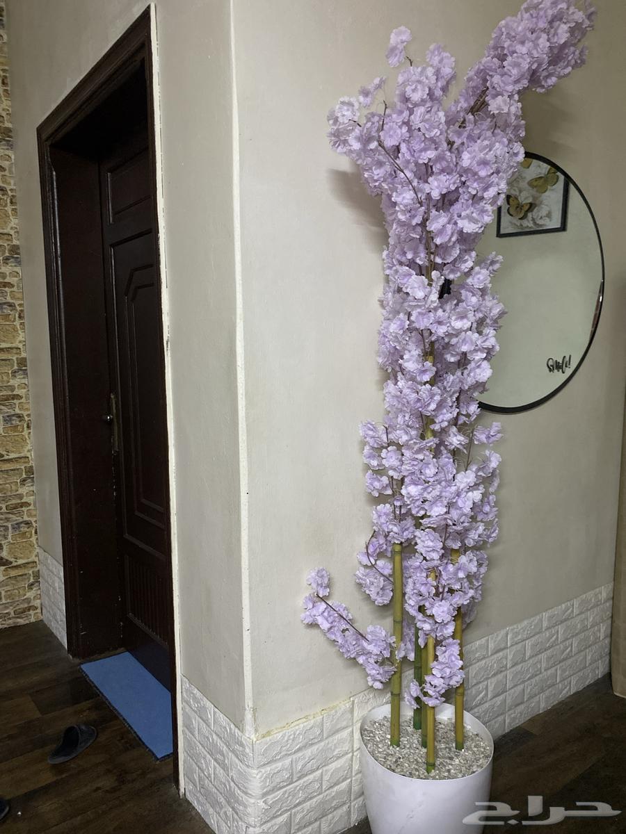 Table and tree64611317801090114