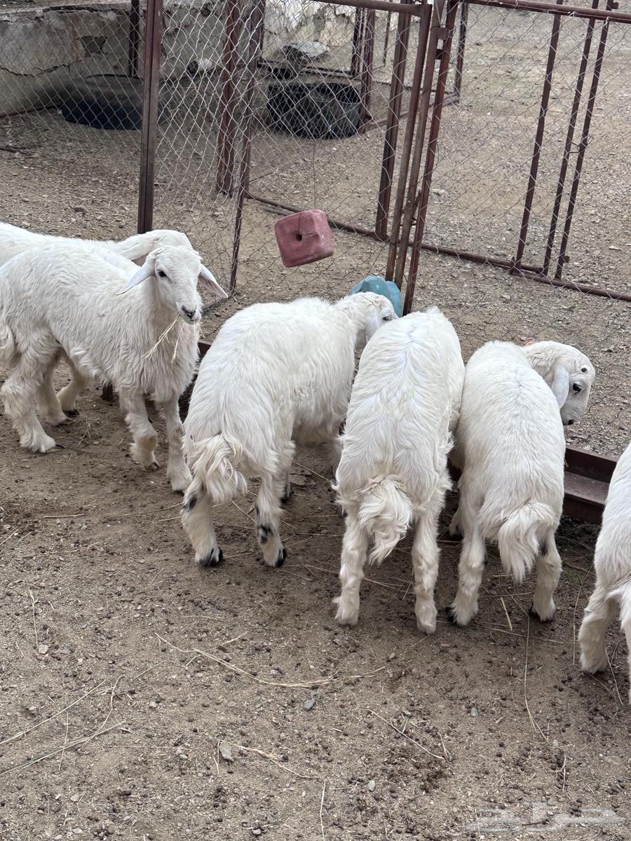 طليان ذبايح حري مقفله ( تم البيع)64610505715971112